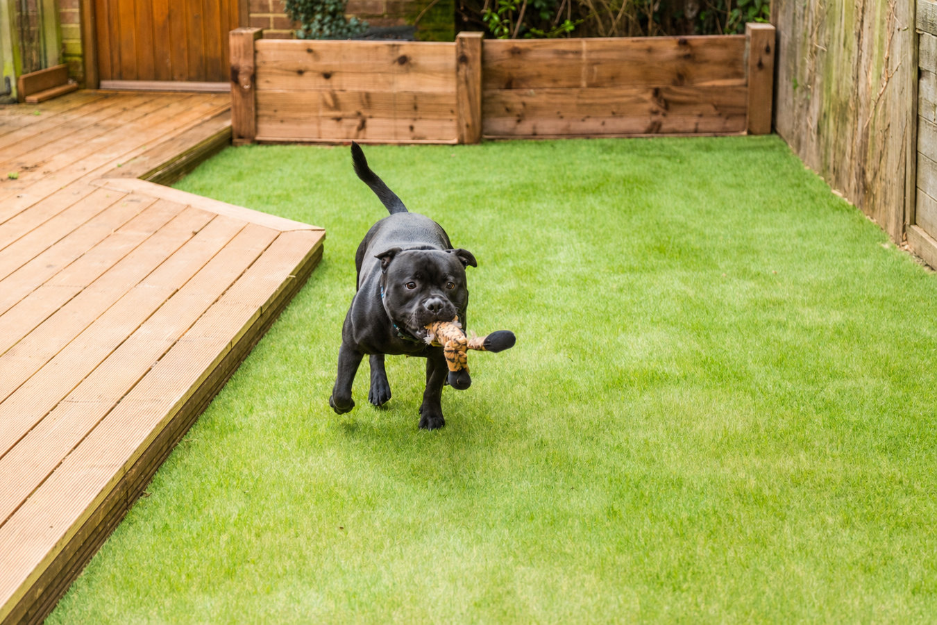 Pet-friendly turf in Covina, CA
